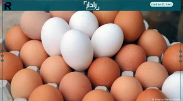 سعر كرتونة البيض في مصر يتغير اليوم الأربعاء 15-10-2025